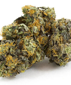 Black Domina Indica
