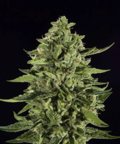 Skywalker