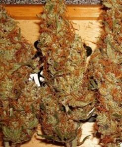 LA Confidential