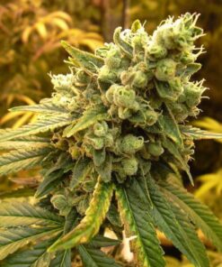 SOUR DIESEL MARIJUANA STRAIN
